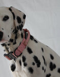 Tactical Dog Collar - Darling Pink