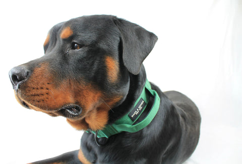Tactical Dog Collar - Bavarian Green